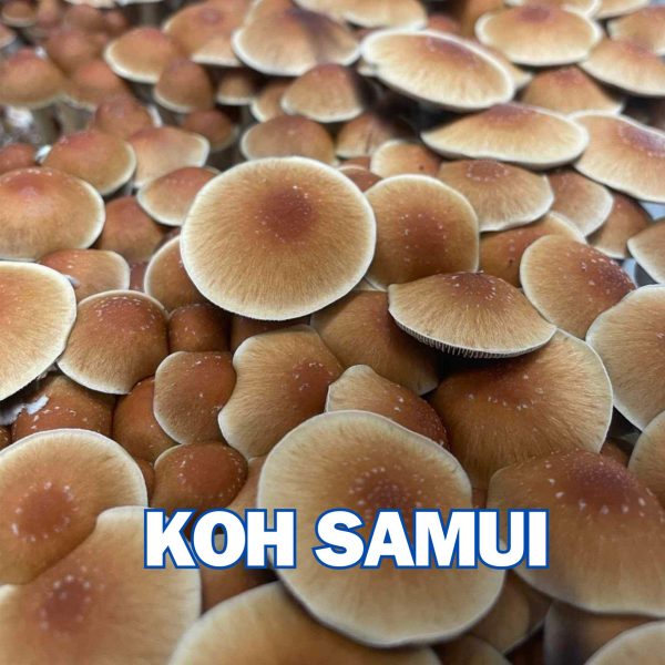 Koh Samui Super Strain (KSSS) Spore (P. cubensis)