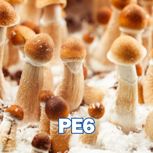 Penis Envy 6 (PE6) Spore (P. Cubensis)