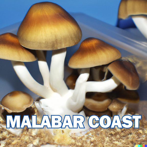 Malabar Coast Spore (P. Cubensis)
