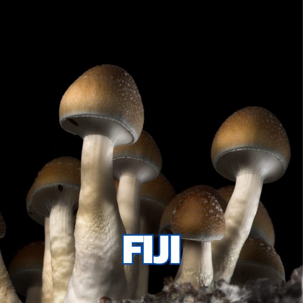 Fiji Spore (P. Cubensis)