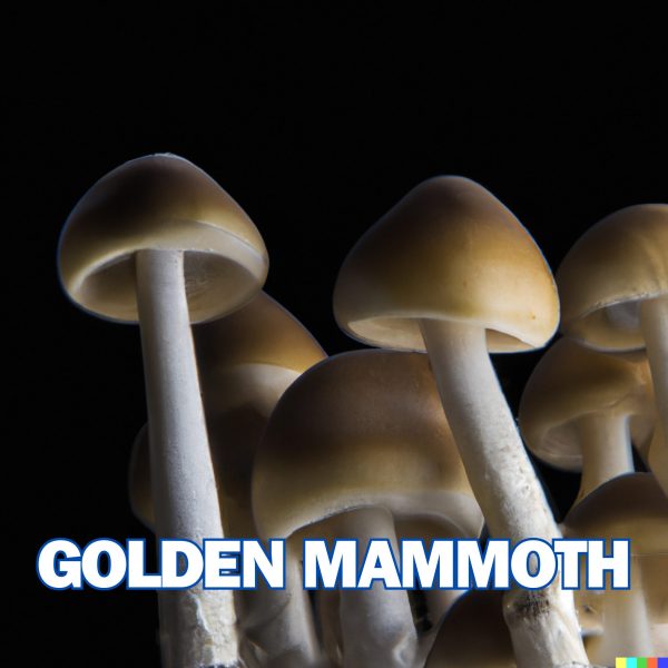Golden Mammoth Spore (P. Cubensis)
