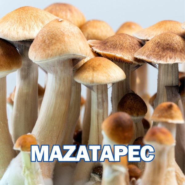 Mazatapec Spore (P. Cubensis)