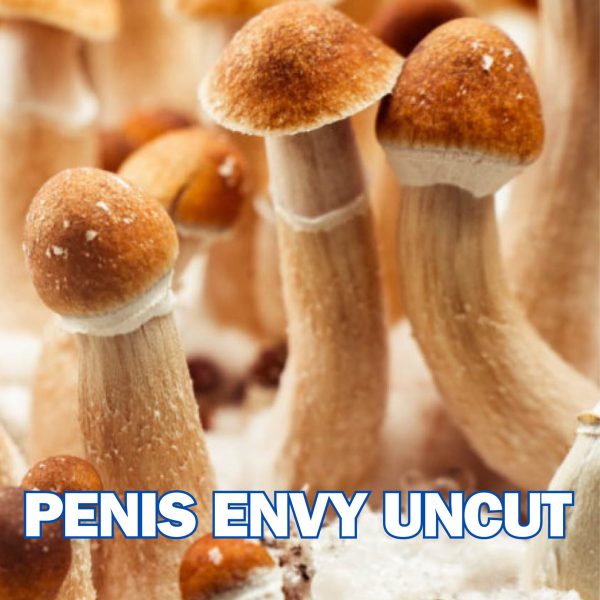 Penis Envy Uncut Spore (P. Cubensis)