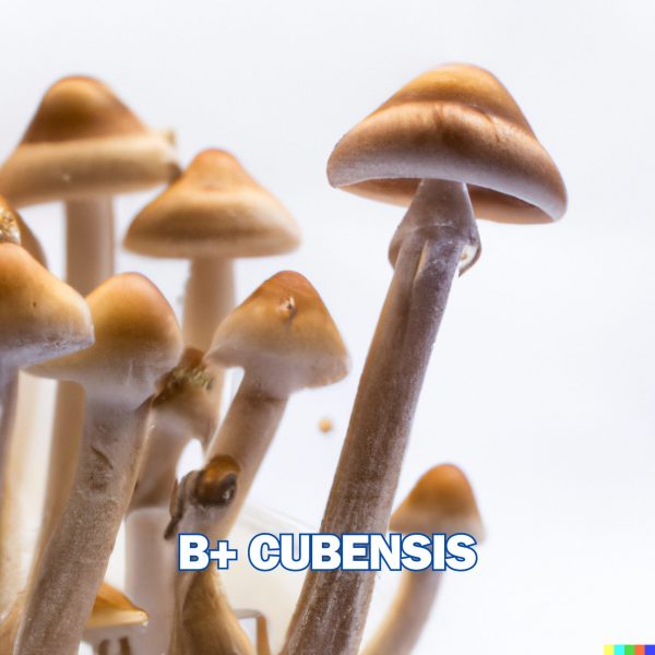 B+ Spore (P. Cubensis)