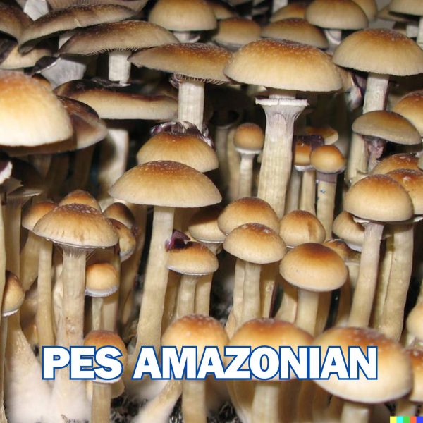 PES Amazonian Spore (P. Cubensis)