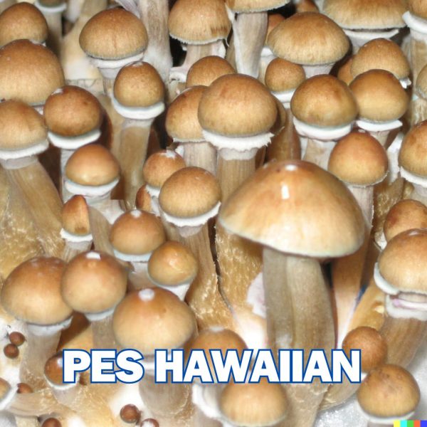 PES Hawaiian Spore (P. Cubensis)