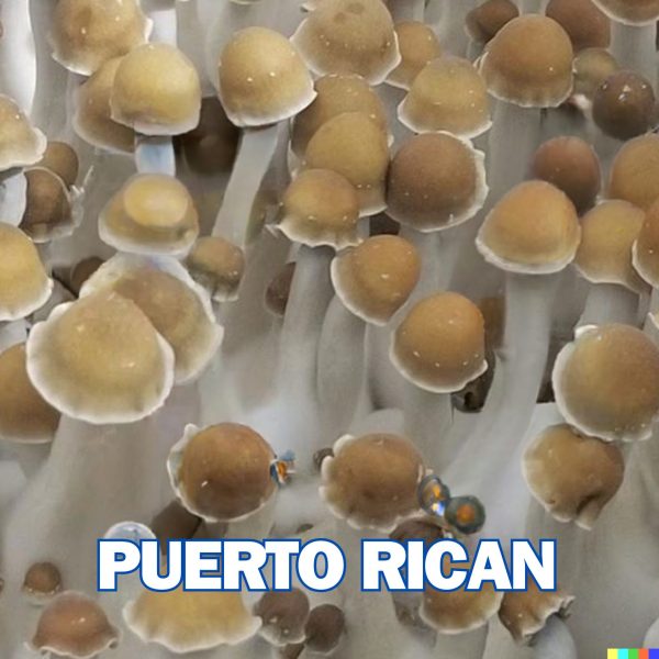 Puerto Rican Spore Syringe (P. Cubensis)