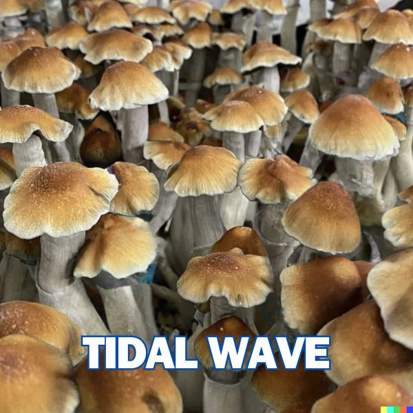 Tidal Wave Spores (Psilocybe Cubensis)