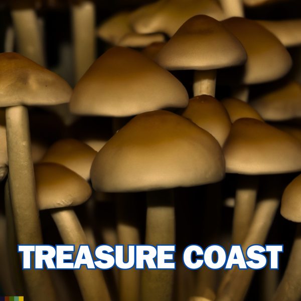 Treasure Coast Spores (Psilocybe Cubensis)