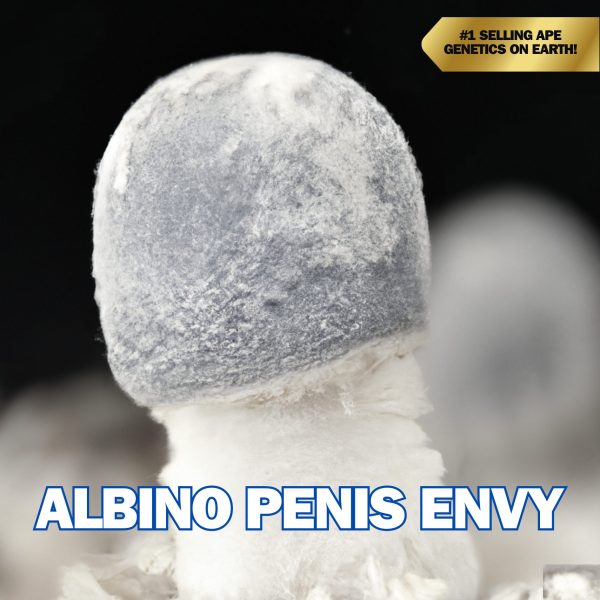 Albino Penis Envy Spore (P. Cubensis)