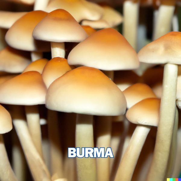 Burma Spore (Psilocybe Cubensis)