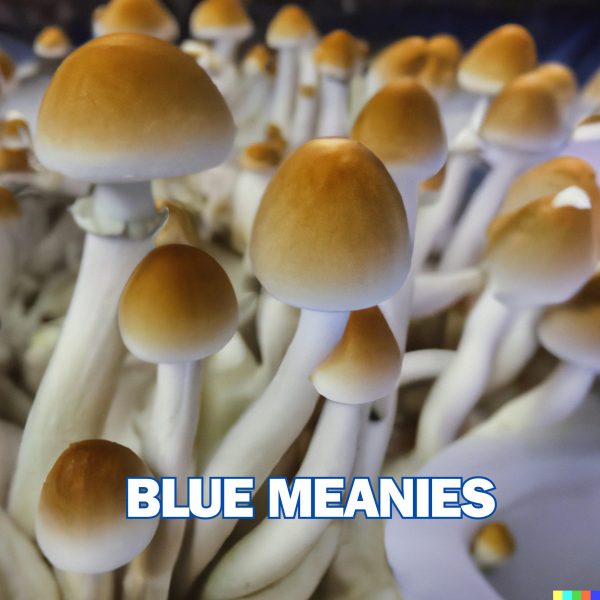 Blue Meanies Spore (P. Natalensis)