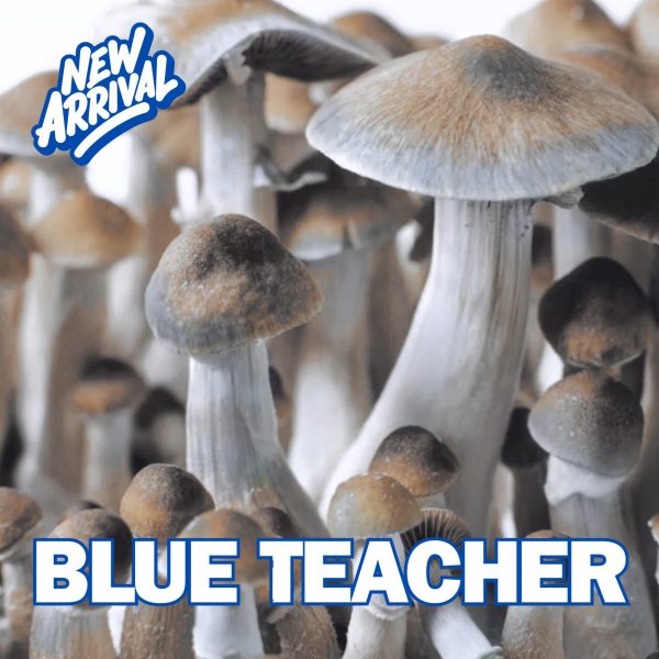 Blue Teacher Spore (Psilocybe cubensis)