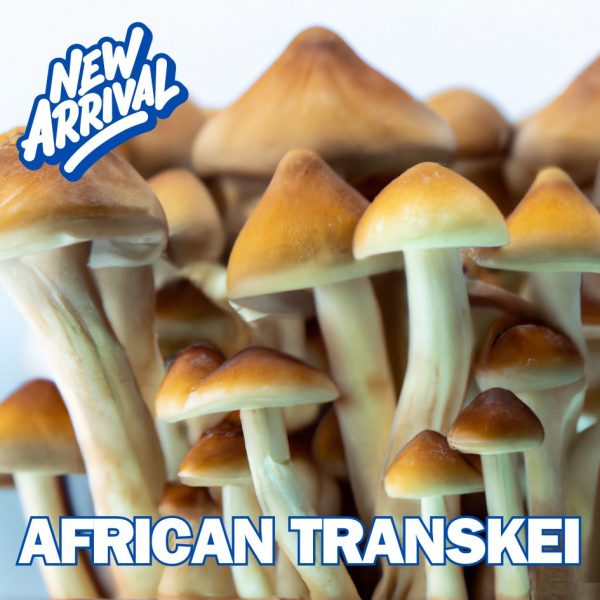 African Transkei Spore (Psilocybe Cubensis)
