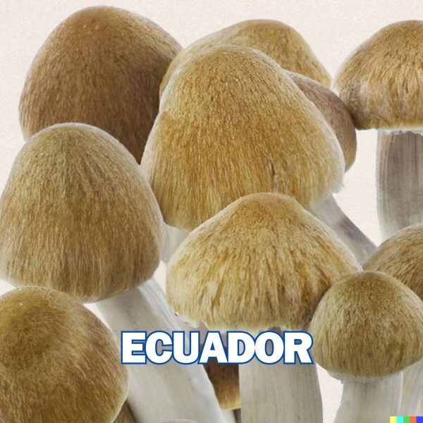 Ecuador (EQ) Spore (P. Cubensis)