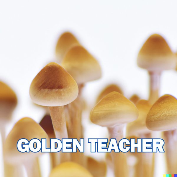 Golden Teacher Spore (P. Cubensis)