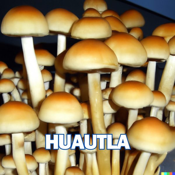 Huautla Spore (P. Cubensis)